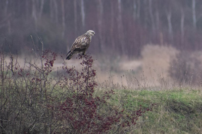 Kalvebod Fælled, december 2019