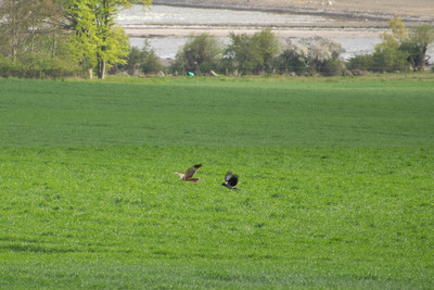 Orø, maj 2023