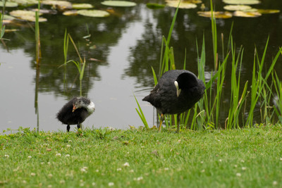 Botanisk Have, København, juli 2019