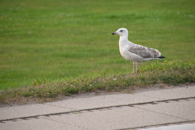 Dragør, august 2019