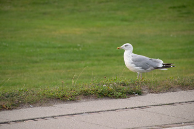 Dragør, august 2019