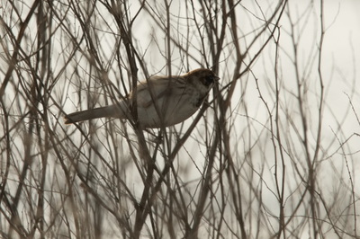 Orø, marts 2025