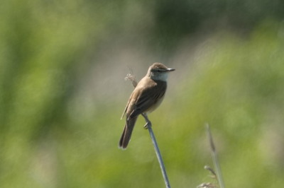 Tåkern, Sverige, juni 2025