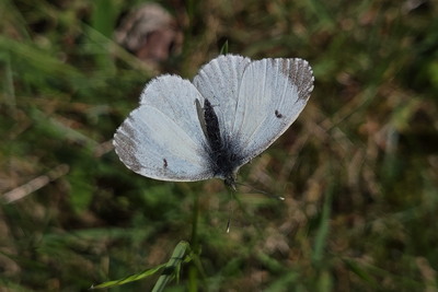 Orø, maj 2025