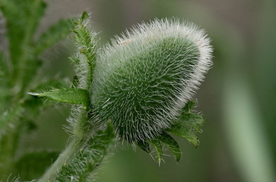 105mm macro @1/60s f/10, stacked