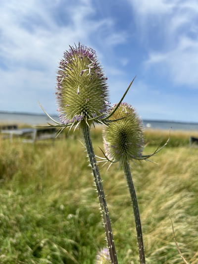 Orø, juli 2024