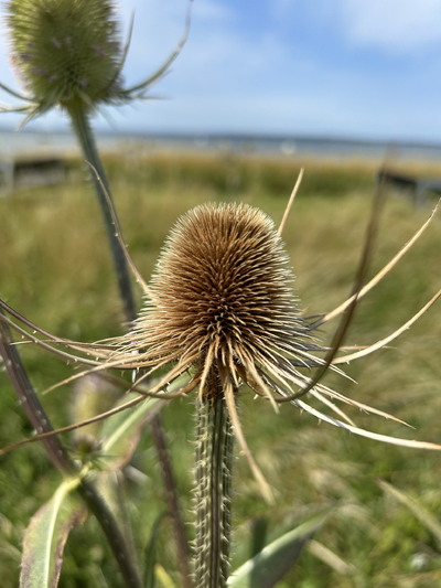 Orø, juli 2024