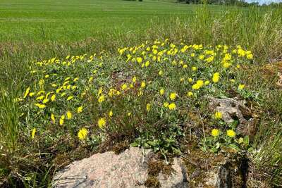 Orø, maj 2024