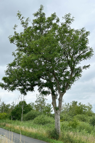 Selsø, juli 2024