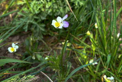 Orø, maj 2024