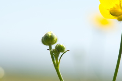 Orø, maj 2024